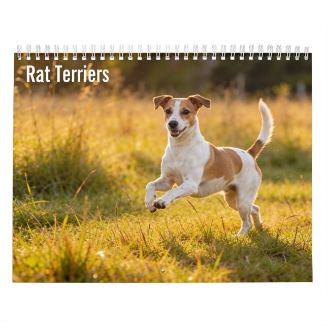 Calendrier mural 2027 des Rat Terriers (Protection)