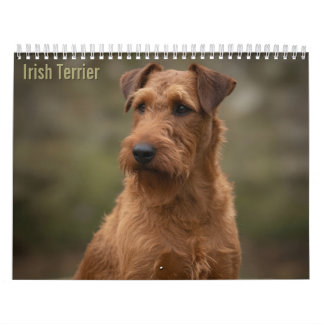 Calendrier mural 2027 des Terriers Irlandais