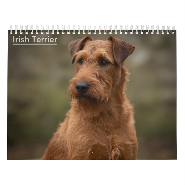 Calendrier mural 2027 des Terriers Irlandais (Protection)