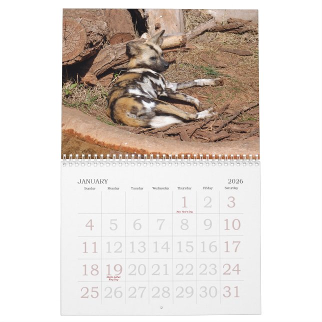 Calendrier Mural african-wild-dog-012, chien sauvage africain (Jan 2026)