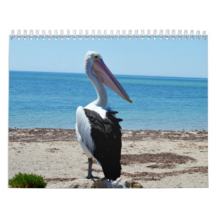 Calendrier Mural Beauté Des Pélicans Australien 2019,