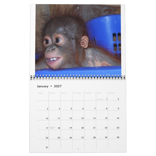 Calendrier Mural Bébés d'Orangoutan (Jan 2027)