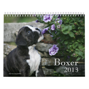 Calendrier Mural Boxeur