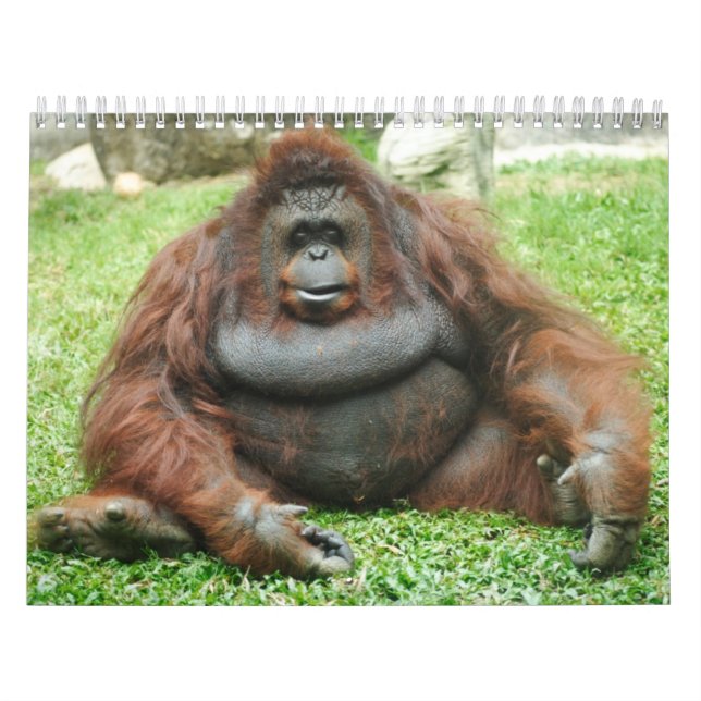 Calendrier Mural Calandres 24 d'animal (Protection)