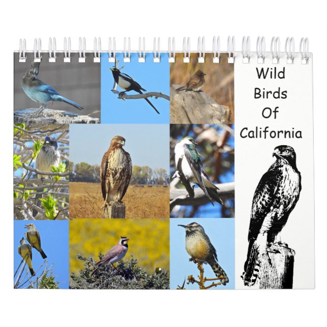 Calendrier Mural Calendrier, faune, oiseaux sauvages de la (Protection)