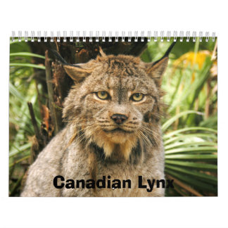 Calendrier Mural Canadien Lynx 4200e, Canadien Lynx