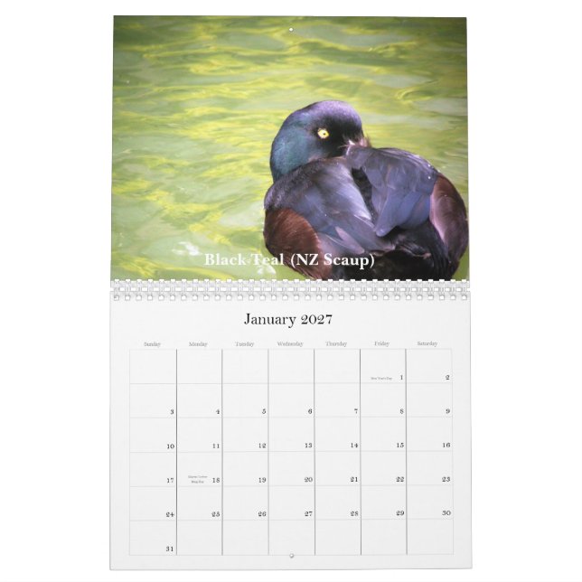 Calendrier Mural Canards de la Nouvelle Zélande (Jan 2027)