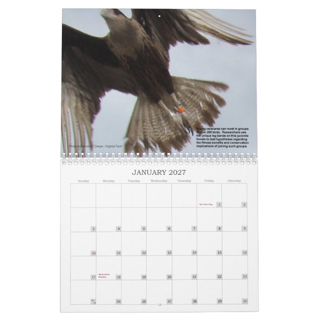 Calendrier Mural Caracaras de la Floride (Jan 2027)