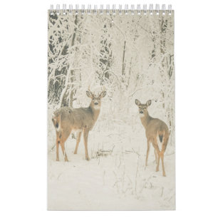 Calendrier Mural Cerfs communs coupés la queue beau par blanc