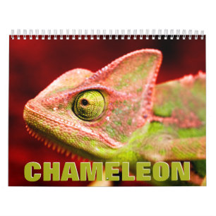 Calendrier mural Chameleon