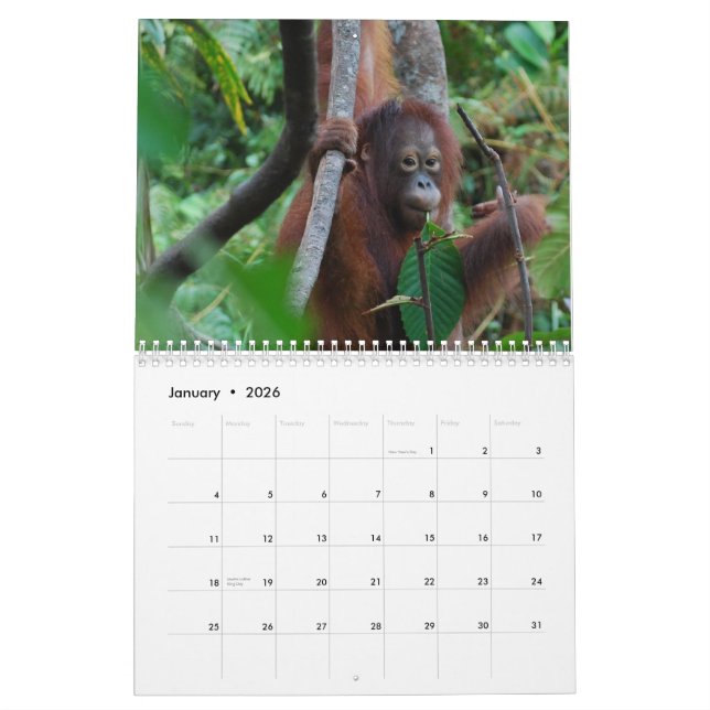 Calendrier Mural Charité 2012 de faune d'orang-outan de Krista (Jan 2026)