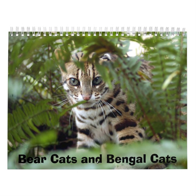 Calendrier Mural Chat 022 du Bengale, chats d'ours et chats du (Protection)