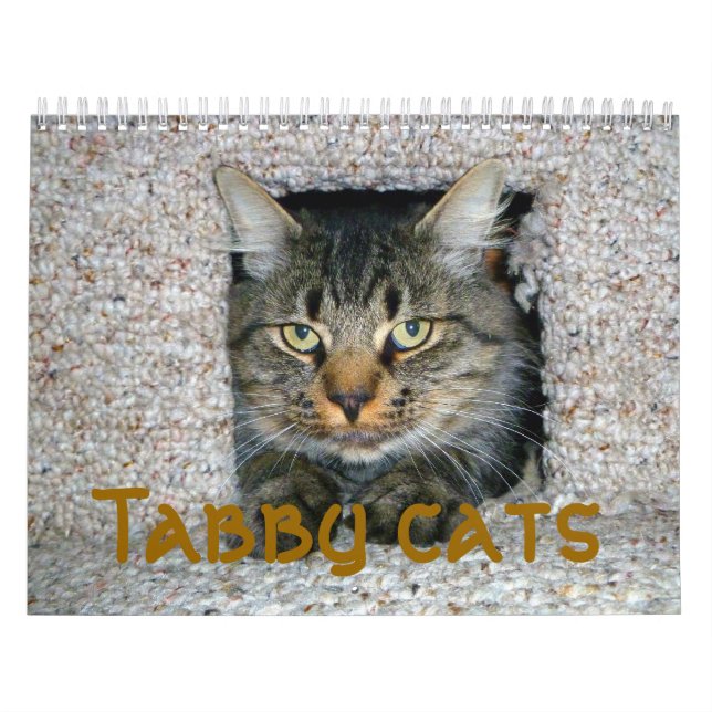 Calendrier Mural Chats Tabby (Protection)