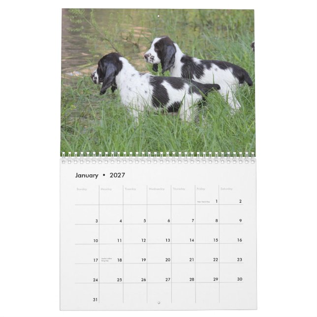 Calendrier Mural Chiots 2013 d'épagneul de springer anglais (Jan 2027)