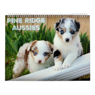 Calendrier Mural Chiots australiens de berger
