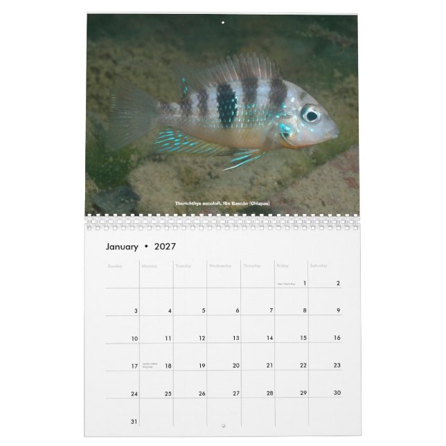 Calendrier Mural Cichlids du Mexique (Jan 2027)