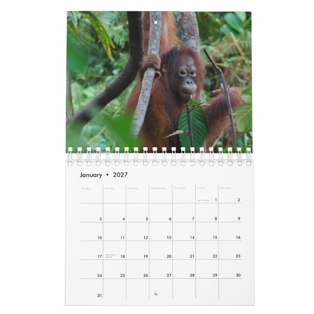 Calendrier Mural Conservation de faune d'orang-outan de Krista (Jan 2027)