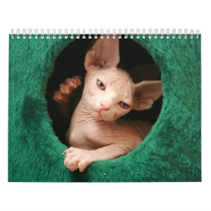 Calendrier mural de chats de Sphynx   GoSphynx.com