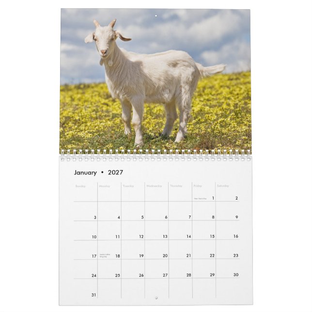 Calendrier mural de chèvres (Jan 2027)