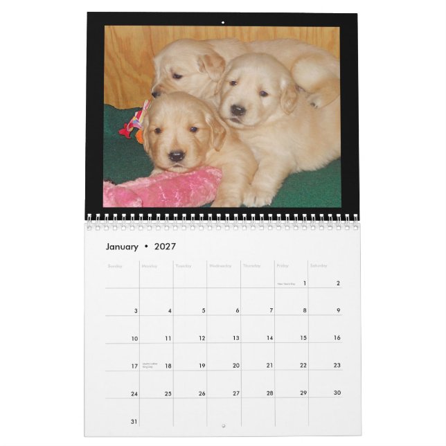 Calendrier mural de chiot de golden retriever (Jan 2027)