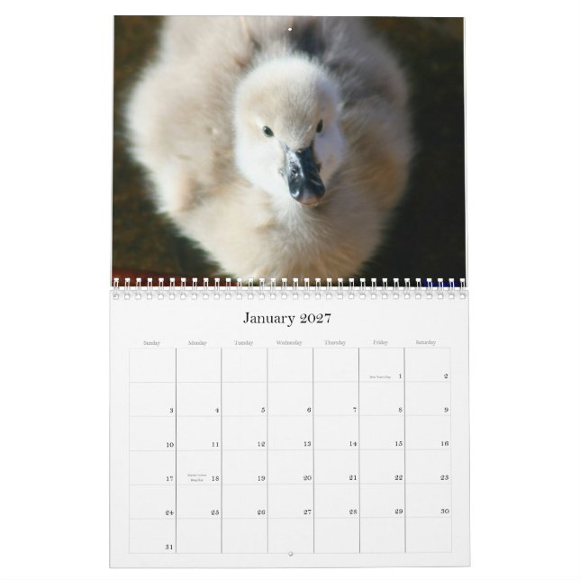 Calendrier mural de cygnes noirs et de jeunes (Jan 2027)