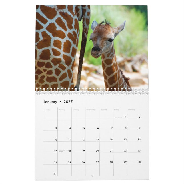Calendrier mural de girafes (Jan 2027)