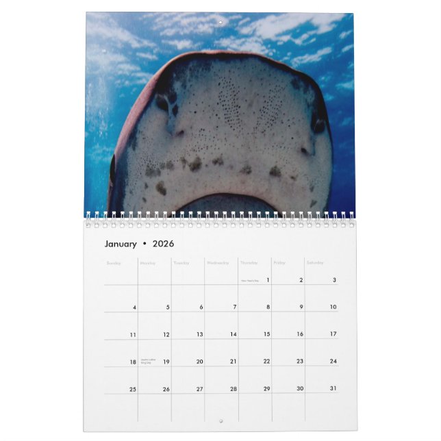 Calendrier mural de requins (Jan 2026)