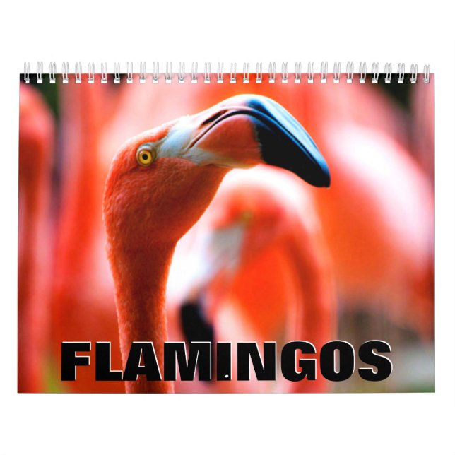 Calendrier mural des Flamants roses (Protection)