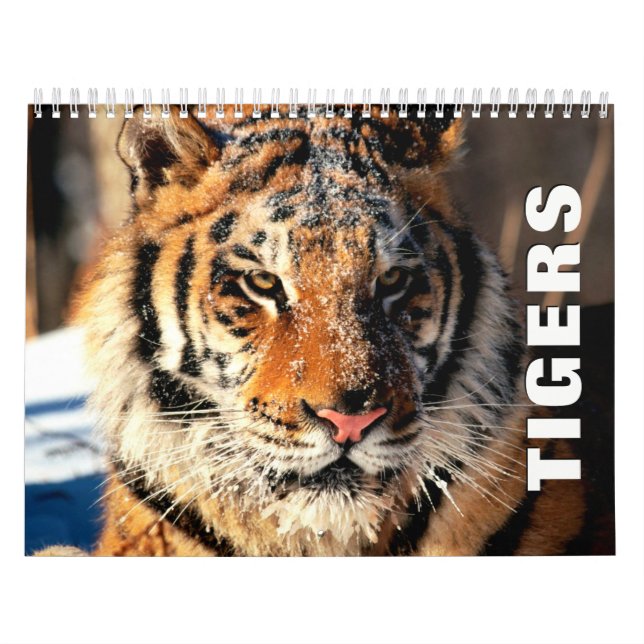 Calendrier mural des tigres (Protection)