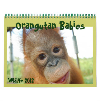 Calendrier Mural Faune Bébés d'Orangutan
