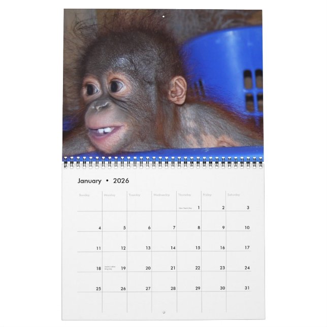 Calendrier Mural Faune Bébés d'Orangutan (Jan 2026)