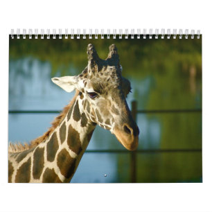 Calendrier Mural Girafes
