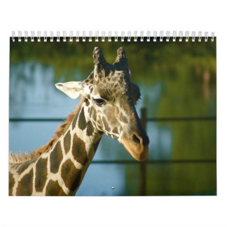 Calendrier Mural Girafes