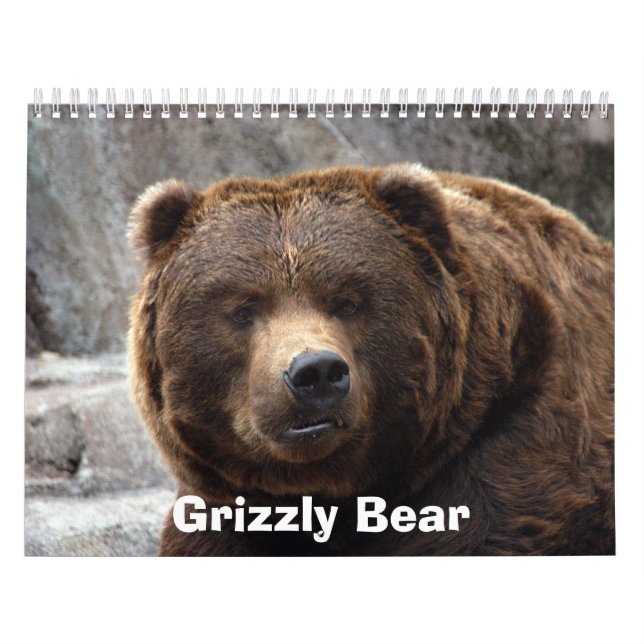 Calendrier Mural grizzly-bear-017, ours gris (Protection)