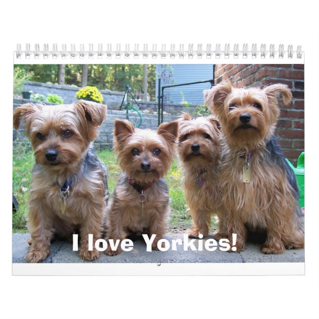 Calendrier Mural J'aime Yorkies ! (Protection)