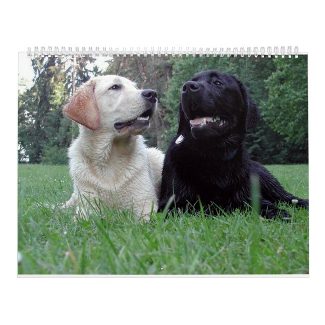 Calendrier Mural Labrador Retriever Calender (Protection)