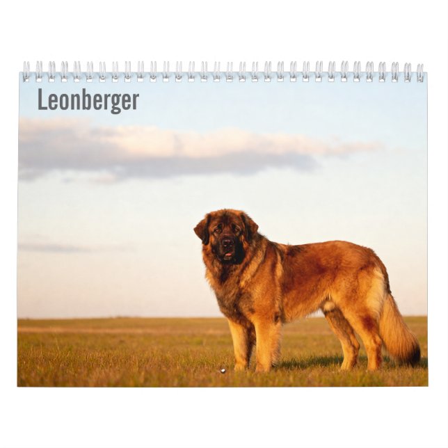 Calendrier mural Leonberger 2027 (Protection)