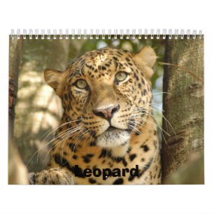 Calendrier Mural LeopardCheetaro013, léopard