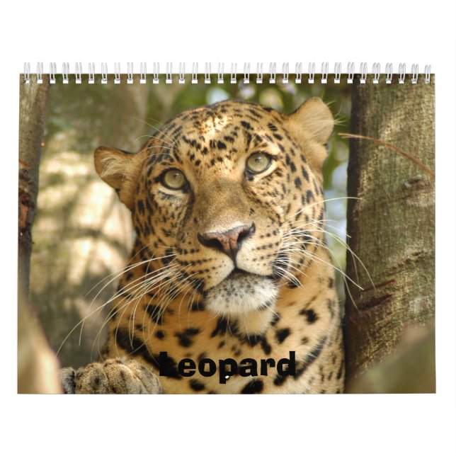Calendrier Mural LeopardCheetaro013, léopard (Protection)