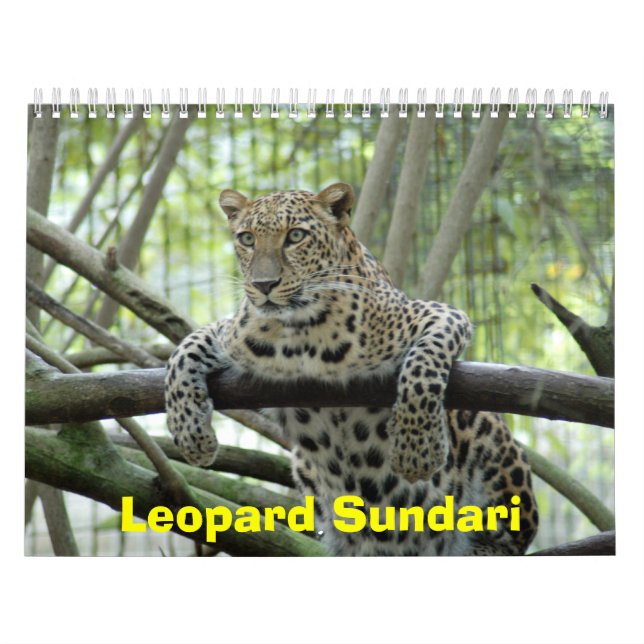 Calendrier Mural LeopardSundari_008, léopard Sundari (Protection)