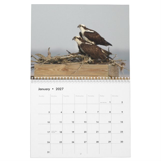 Calendrier Mural Les oiseaux de Forsythe - balbuzard (Jan 2027)