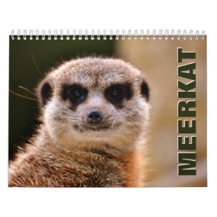 Calendrier mural Meerkats