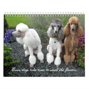 Calendrier Mural Même les chiens prennent du temps de sentir les