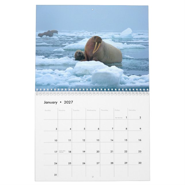 Calendrier mural merveilleux de morse (Jan 2027)