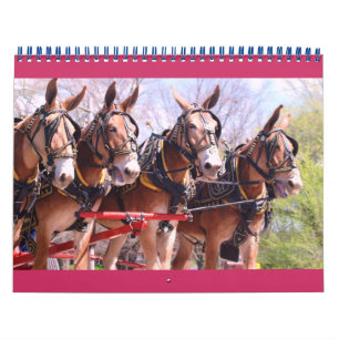 Calendrier Mural mules et ânes