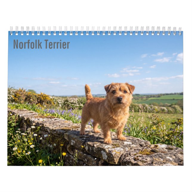 Calendrier mural Norfolk Terrier 2027 (Protection)