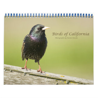 Calendrier Mural Oiseaux de Californie