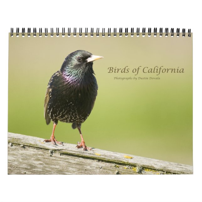 Calendrier Mural Oiseaux de Californie (Protection)