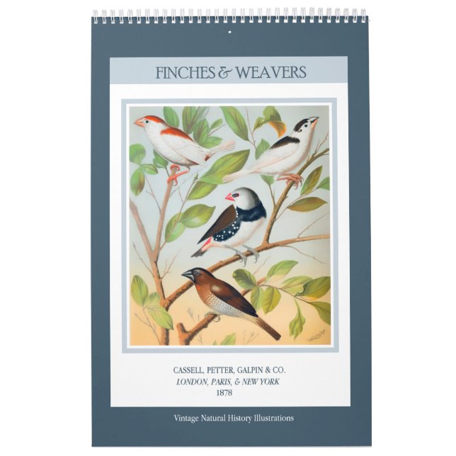 Calendrier Mural Oiseaux vintages - Finches et tisserandes 2026 (Protection)