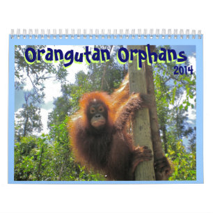 Calendrier Mural Orphelins d'orang-outan